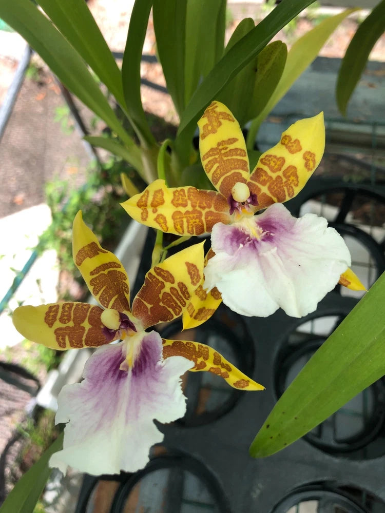 (188-4)   Milt.Dee Fujitake 'Kaley Cat'   FS Orchids
