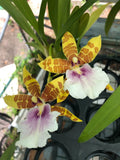 (188-4)   Milt.Dee Fujitake 'Kaley Cat'   FS Orchids