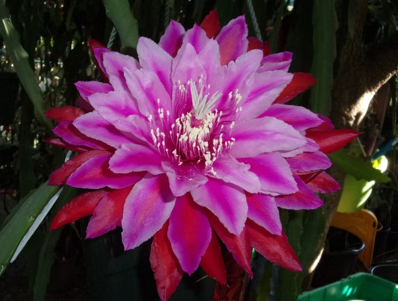 Epiphyllum cutting orchid with large pink-purple flower, red tips and white stamens