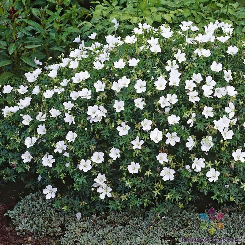 25+ Album (White Cranesbill) Geranium Seeds for Garden - USA - FREE SHIPPING! Garden Plants