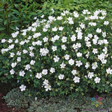 25+ Album (White Cranesbill) Geranium Seeds for Garden - USA - FREE SHIPPING! Garden Plants