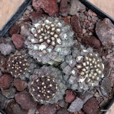 D3582 COPIAPOA TENUISSIMA pot12-H7-W9 cm MaMa Cactus Green Plant