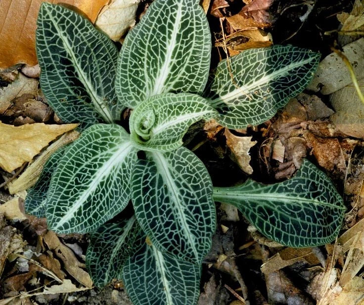 Rattlesnake orchid plant with dark green leaves and white netted veins rosette