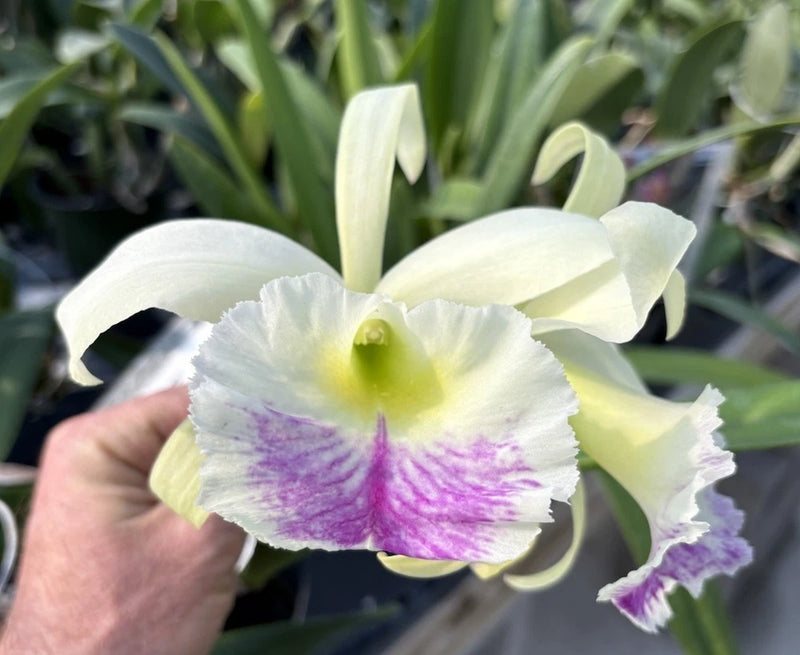 White and purple patterned fragrant orchid with broad petals