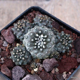 D3363 COPIAPOA BARQUITENSIS pot10-H4-W8 cm MaMa Cactus Green Plant
