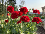 1000 Scarlet Peony Poppy Seeds ÐP. Somniferum - Fluffy Frilly Bright Red Blooms! Flowering Plants