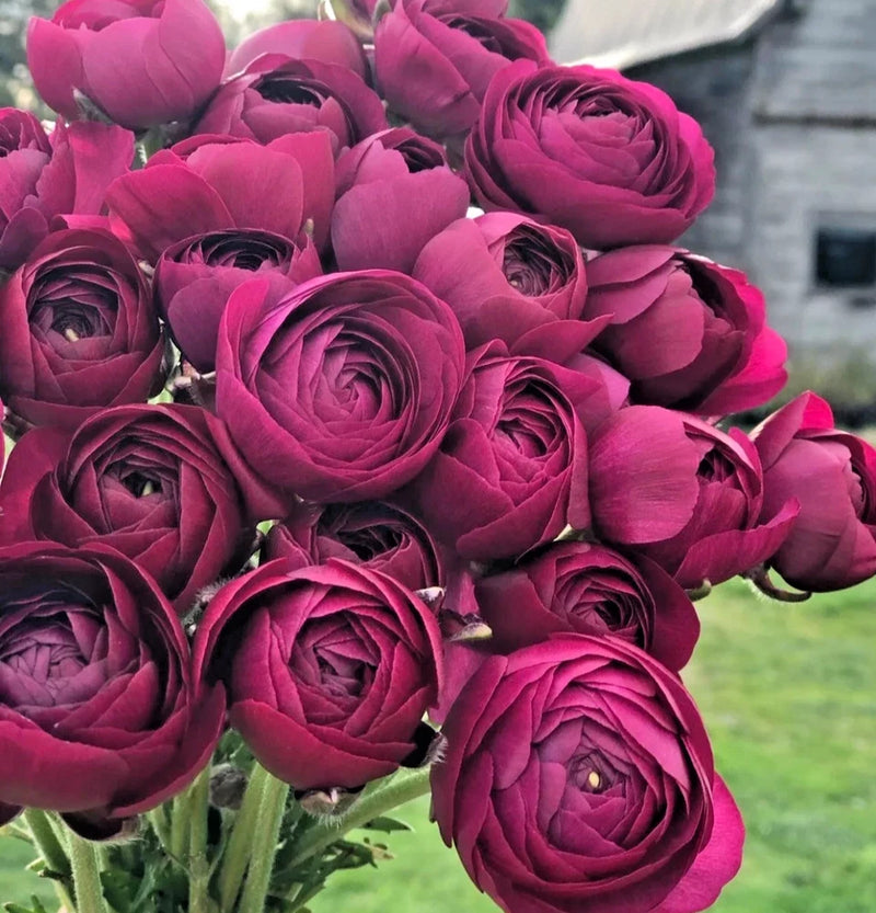 __ 50 PURPLE Ranunculus Seeds Ð Double Bloom Buttercups | Vibrant Spring Flowers Ranunculus