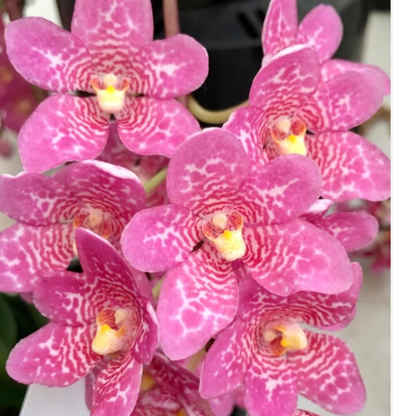 Pink orchid flowers with white speckled petals, clustered bouquet