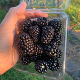 100+ Giant Thornless Blackberry Seeds Fruit Vegetable Seed Home Garden Plant Flowering Plants