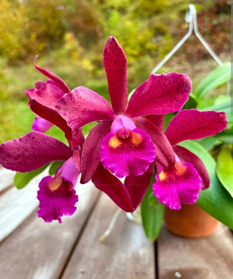 Live blooming pink cattleya orchid in terracotta pot with magenta petals and green leaves