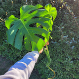 Large Monstera Deliciosa Rooted Cutting, Tropical Live Plant, Swiss Cheese Plant Flowering Plants