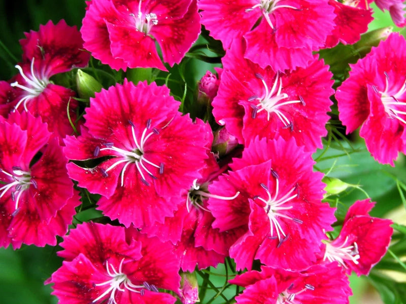 Live FROSTY FIRE DIANTHUS Allwoodii Plant - [Pint Pot] - Perennial Flowering Plants