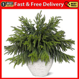 Pcs Real Touch Norfolk Pine Branches, Artificial Christmas Green Plants 20 Green Plant