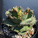 Agave titanota lace Succulent plants potted Home Garden Bonsai plants 7-9cm Garden Plants