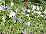 50  WOOD HYACINTH SEEDS /  SPANISH BLUEBELL  -  white , blue + pink blooms Garden Plants