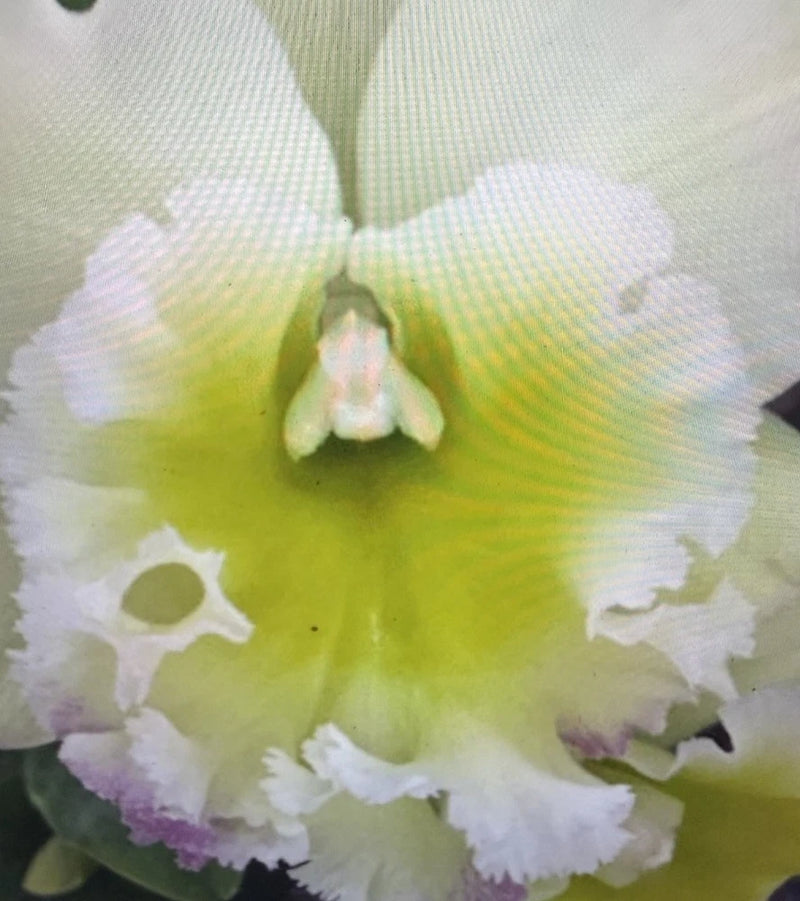 ORCHID PLANTS Elc chunfong apple chief jade 4 in pot 2 buds Orchids