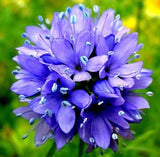 GLOBE GILIA SEEDS 1000+ annual FLOWER garden WILDFLOWER gilia CAPITATA violet Garden Plants