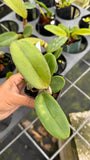 Rlc. Mary Lupi ÔVolcano PinkÕ Orchids
