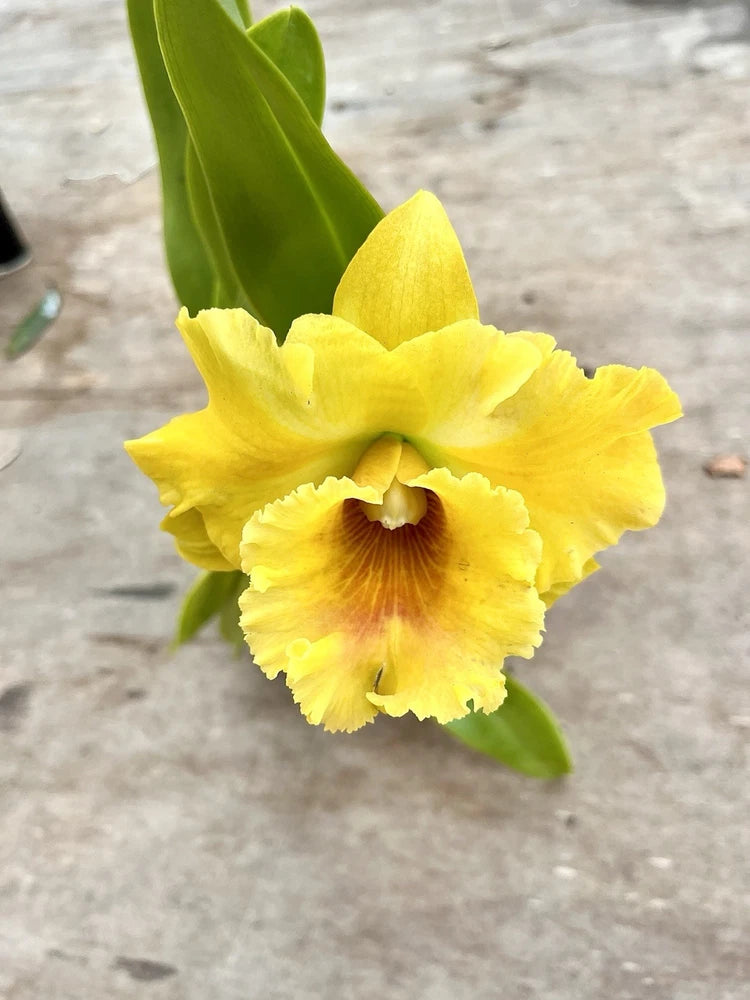 Yellow Cattleya orchid flower with green leaves