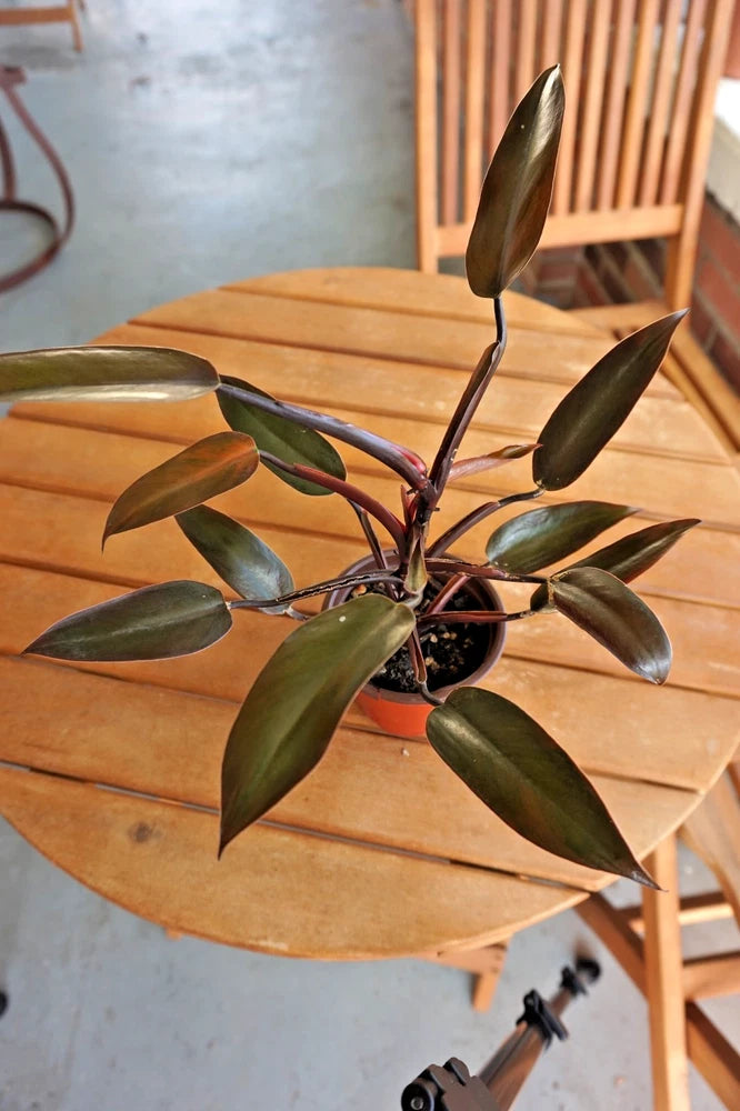 Dark green philodendron with broad leaves in round terracotta planter