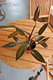 Dark green philodendron with broad leaves in round terracotta planter