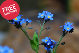 Blue Bouquet Chinese Forget-Me-Not Flower Seeds Tall Annual Heirloom Garden Garden Plants