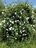 White Lady Banks Climbing Rose - Live Plant Green Plant