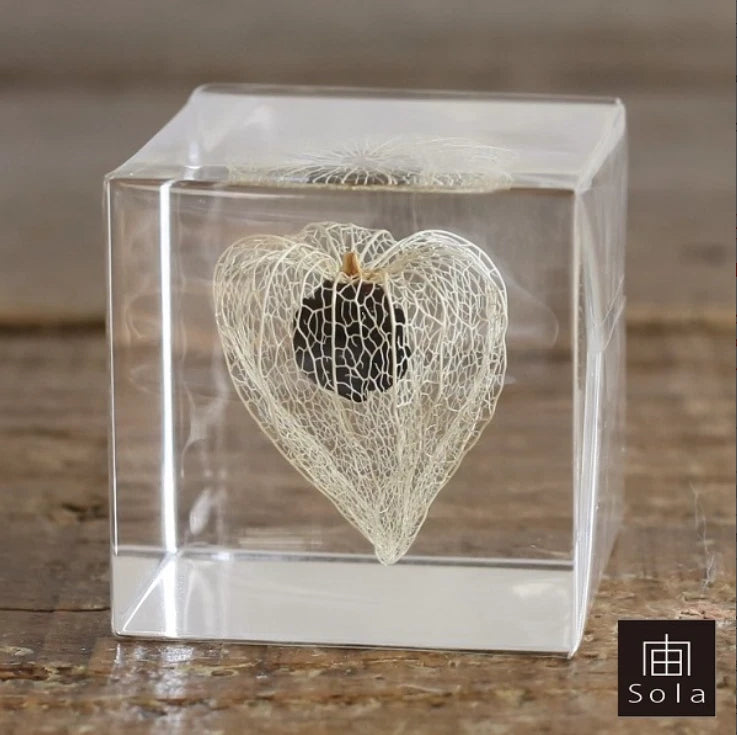 Square clear display cube with heart-shaped dried Chinese lantern plant specimen