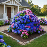 100 Mixed Hydrangea Seeds Ð Blue Pink Purple Garden Shrub Flowers Flowering Plants