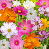 Cosmos Flowers Seed Mix, 10 Beautiful Cosmos Varieties, Colorful, FREE SHIPPING Flowering Plants