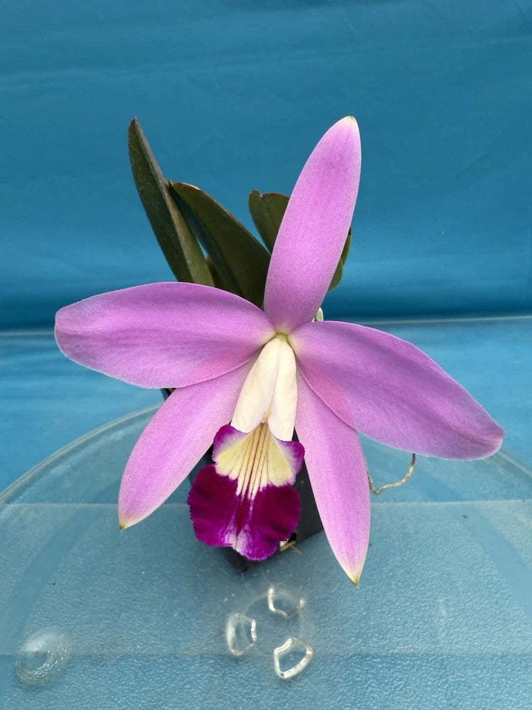 Pink and purple Cattleya orchid flower with three broad petals and yellow-white center