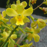 Orchid live Cyrtopodium andersonii - bare root - Rare Orchids