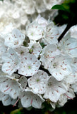Mountain Laurel Flowering Shrub White Pink Broadleaf Kalmia Outdoor Spring Flowering Plants