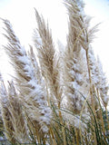 Photo 6x4 Pampas and snow, Bishopstone Pitts, The Pampas grass growing at c2009 Pampas Grass