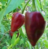 25 + seeds Chilhuacle Rojo   hot pepper garden planting spicy food Garden Plants