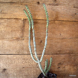 D4724 EUPHORBIA GALGALANA pot10-H49-W18 cm MaMa Cactus Green Plant