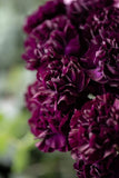 50 BLACK CARNATION King of Blacks Dianthus Caryophyllus Grenadin Flower Seeds Carnation