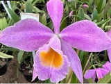 Orchid live Cattleya eldorado var. concolor venosa - bare root Orchids