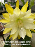 Orchid cactus flower with pale cream and yellow petals in small starter pot