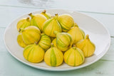 100+ Panache (Tiger Stripe) Fig Seeds for Garden Planting - USA - FREE SHIPPING! Garden Plants