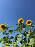 Sunflower Live Plant - Seedlings/Plugs and Plants - 3"- 12" tall- 30-60 days Sunflower