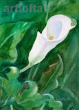 Calla Lily #1  FLOWER  ACEO Art  Card Print by A Borcuk Lily