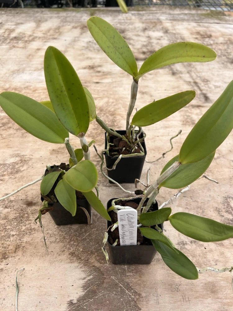 Potted orchid plant with green leaves