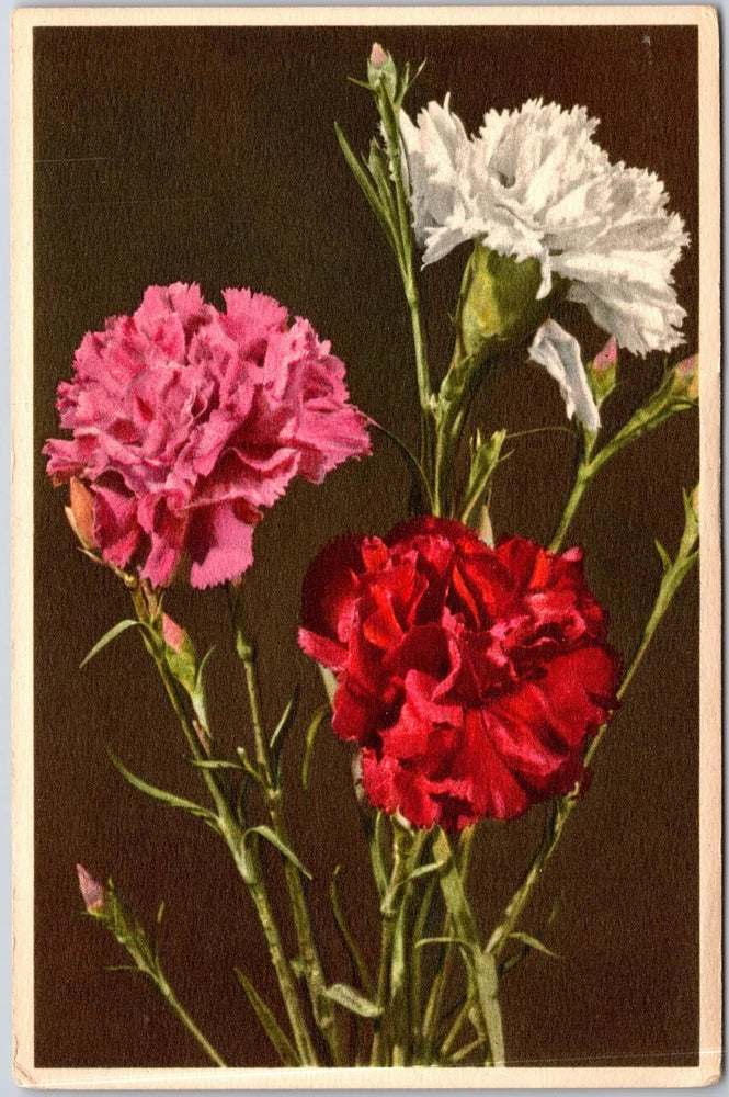 Carnation flower bouquet postcard with pink and red blooms on dark background