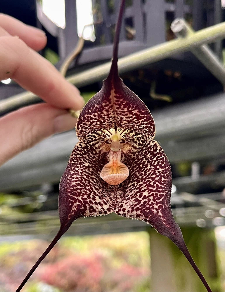 Burgundy speckled orchid bloom with curving petals and lip, held by a hand