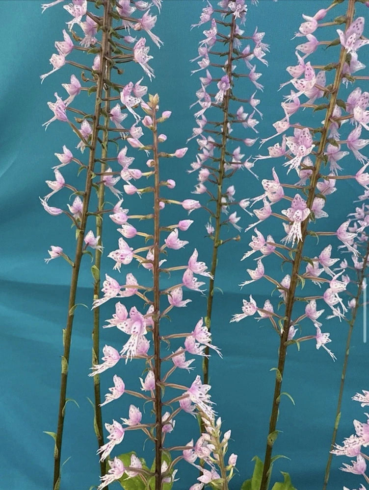 Pink and purple orchid flower spikes on tall stems