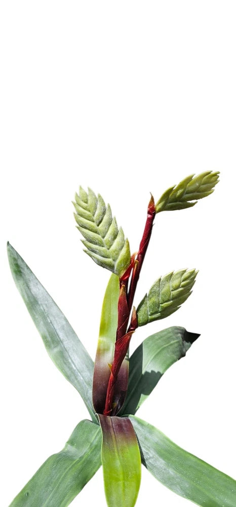 Boada foam bromeliad bromellio Floral Flower Arrangement Stem Green Plant