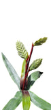 Boada foam bromeliad bromellio Floral Flower Arrangement Stem Green Plant