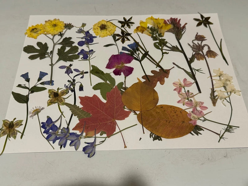 Pressed dried flower assortment with leaves, various colors, for crafts and hobbies