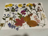 PRESSED FLOWERS FOR CRAFTS AND HOBBIES #2 Dried Flower